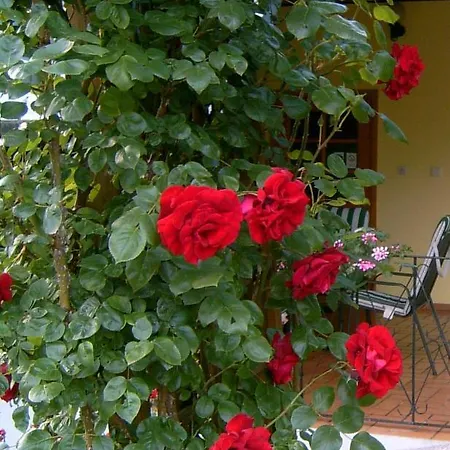 Lanzl * 甘利特茨