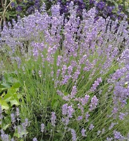 Lanzl * 甘利特茨