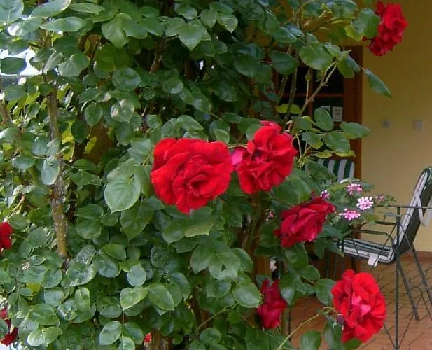 Lanzl * غامليتز