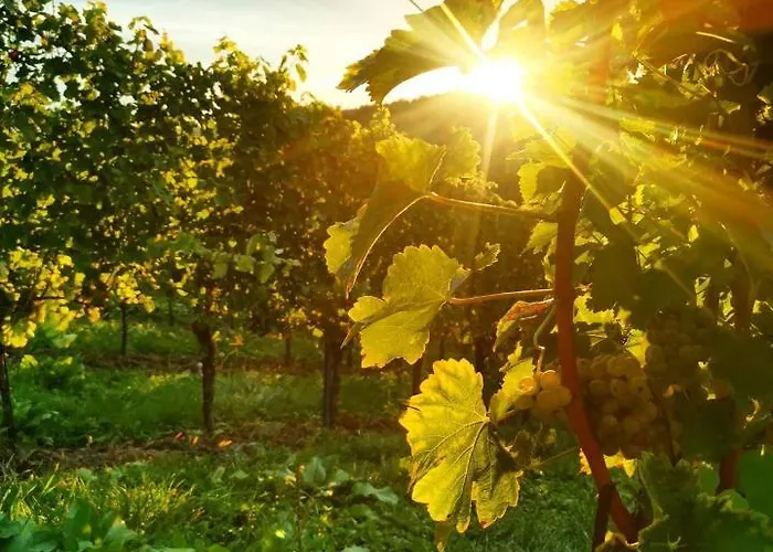 Lanzl غامليتز