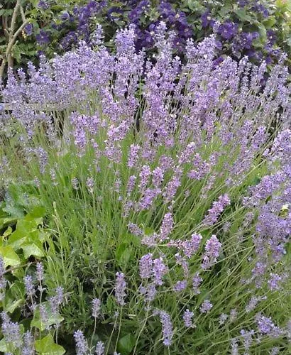 Lanzl * غامليتز